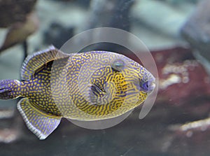 Queen triggerfish photo