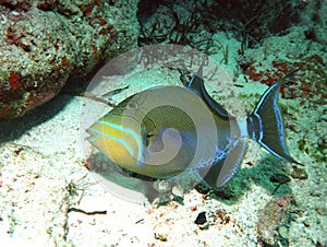 Queen triggerfish photo