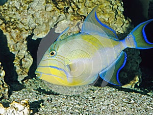 Queen triggerfish aquarium photo