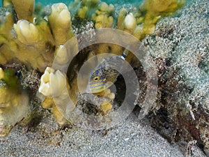 Queen triggerfish, Balistes vetula. CuraÃÂ§ao, Lesser Antilles, Caribbean