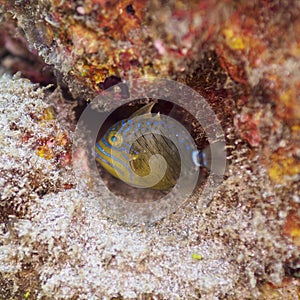 Queen triggerfish, Balistes vetula. CuraÃÂ§ao, Lesser Antilles, Caribbean