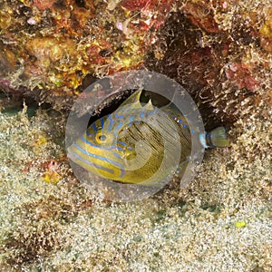 Queen triggerfish, Balistes vetula. CuraÃ§ao, Lesser Antilles, Caribbean