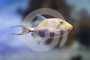 Queen Triggerfish - Marine fish