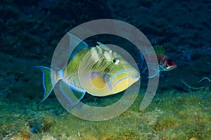 Queen triggerfish are some of the most distinguishable fish on the reef in Flower Garden Banks National Marine Sanctuary.