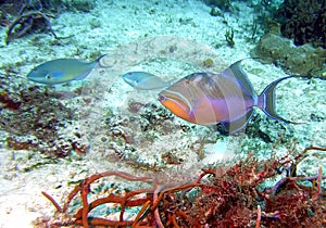 Queen Triggerfish w/ Parrotfishes