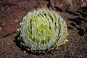 Queen victoria agave Agave victoria-reginae outdoor