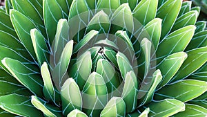 Queen Victoria Agave Agave victoriae-reginae in garden, zoom in shot, with detail of the plant texture
