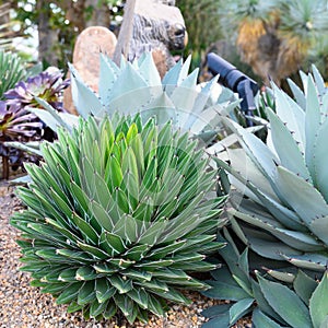 Succulent plants, Agaves plants in flowerbed - Agave havardiana, Agave victoriae-reginae, Queen Victoria's Agave photo