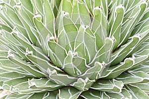 Queen Victoria's Agave cactus