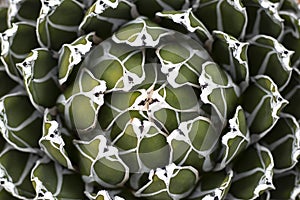 Queen Victoriae agave plant high angle view