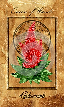 Queen of Wands. Minor Arcana tarot card with Cockscomb and magic seal