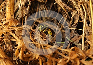 Queen wasp hibernating Yellowjacket, European wasp, German wasp, yellow jacket