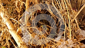 Queen wasp (Yellowjacket) hibernating. European wasp, German wasp, yellow jacket