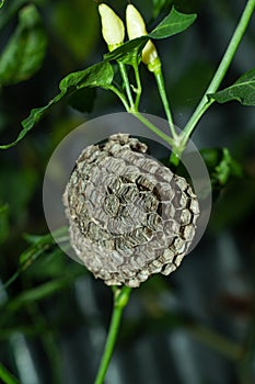 Queen wasps hibernate during the winter begin building a nest