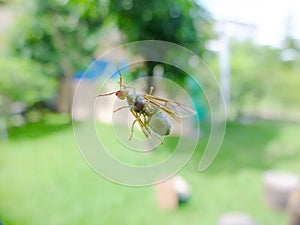 Queen weaver ant