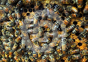 Queenbee on honeycomb