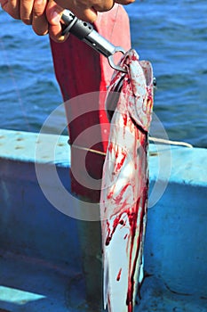 Queenfish is hooked in the sea