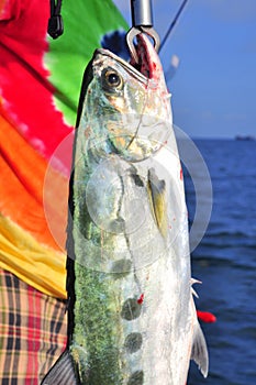 Queenfish is hooked in the sea