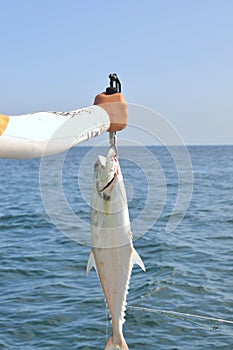 Queenfish is hooked in the sea