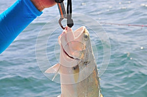 Queenfish is hooked in the sea