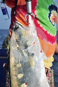 Queenfish is hooked in the sea