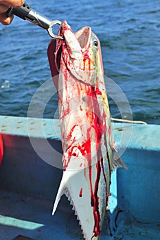 Queenfish is hooked in the sea