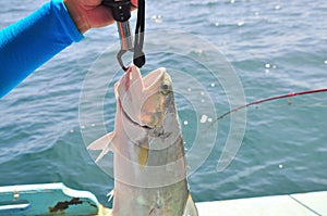 Queenfish is hooked in the sea