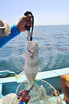 Queenfish is hooked in the sea