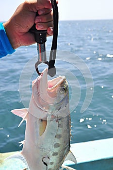 Queenfish is hooked in the sea