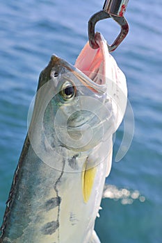 Queenfish is hooked in the sea