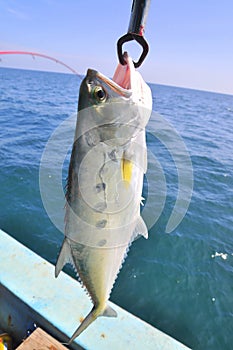 Queenfish is hooked in the sea