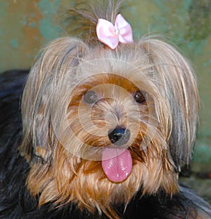 Queenie, a pampered dog