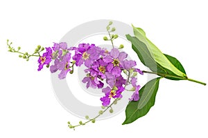 Queens crape myrtle flowers or Queen`s flower, Lagerstroemia inermis Pers,Pride of India, Jarul isolated on white background.Save