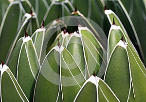 Queens-victoria-agave