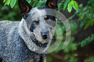 Queensland Blue Heeler Cattle dog