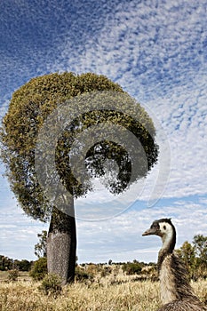 Queensland bottle tree with emu in the foreground