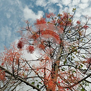 Queensland Flame Tree