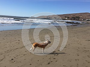 Queensland heeler australian cattle dog on cayucos beach with rocks