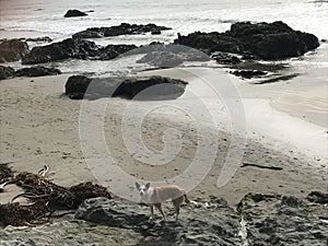 Queensland heeler australian cattle dog on cayucos beach with rocks
