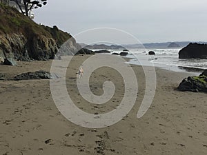 Queensland heeler australian cattle dog on cayucos beach with rocks, cliff, bluff and trees