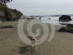 Queensland heeler australian cattle dog on cayucos beach with rocks, cliff, bluff and trees