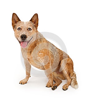 Queensland Heeler Dog Isolated on White