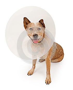 Queensland Heeler Dog Wearing A Cone photo