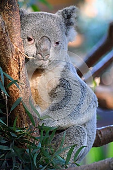 Queensland Koala (Phascolarctos cinereus adustus) photo