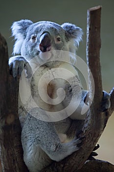 Queensland koala (Phascolarctos cinereus adustus). photo