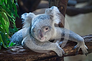 Queensland koala (Phascolarctos cinereus adustus). photo