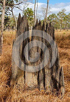 Queensland Magnetic Termite Mound,Australia