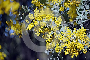 Queensland Silver Wattle blossoms, Acacia podalyriifolia