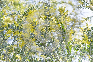 Queensland silver wattle tree flowers