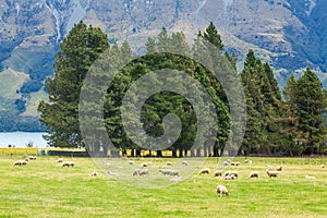 Queenstown in New Zealand. The city of adventure and nature.